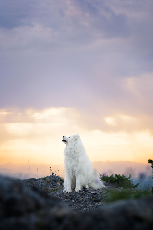 séance photo chien lever de soleil automne forcalquier alpes de haute provence