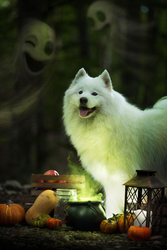 séance photo halloween alpes de haute provence chien 