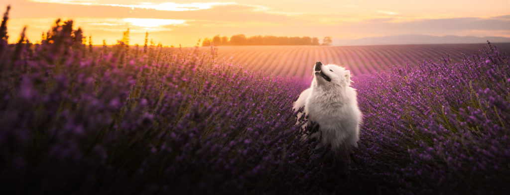 photographe chien lavandes valensole samoyède studio tartine