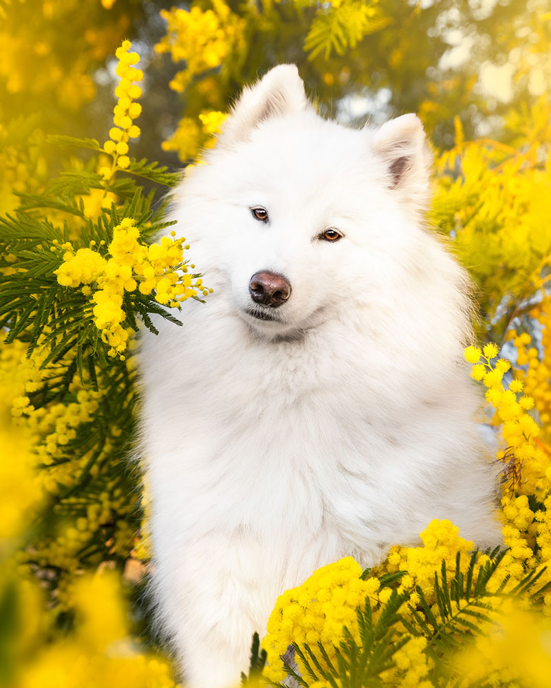 séance photo chien mimosas var printemps draguignan fréjus