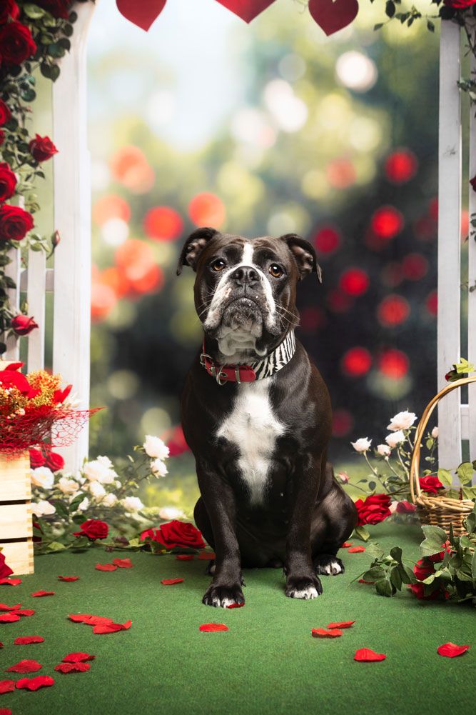 bouledogue continental seance photo st valentin vitrolles