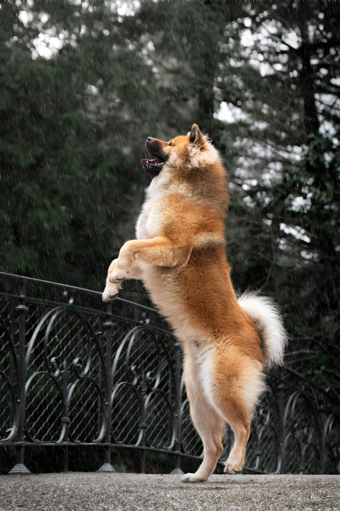 eurasier-seance-photo-strasbourg-orangerie-chien séance photo chien orangerie strasbourg eurasier