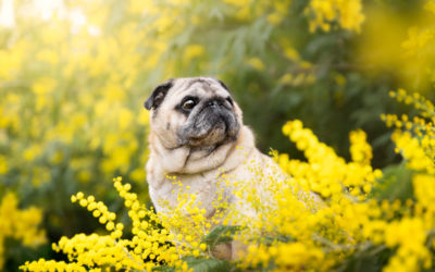 Photographe canin en Provence : pourquoi je ne propose presque pas de séances dans les fleurs ?