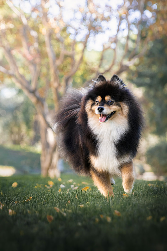 pomsky des legendes d'automne avignon photographe canin 