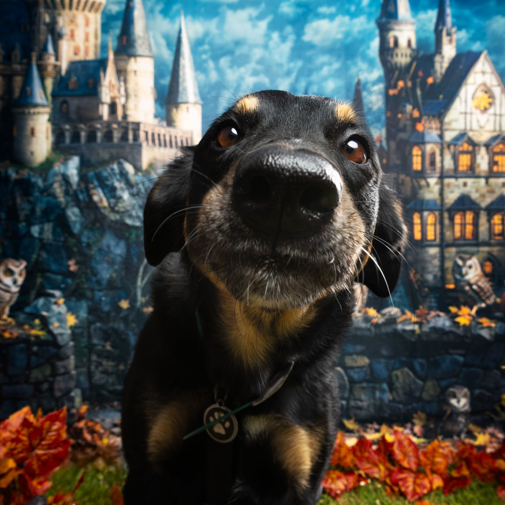 studio photo canin fun harry potter