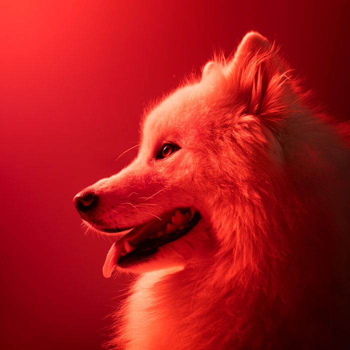 chien studio photo maison poudlard gryffondor