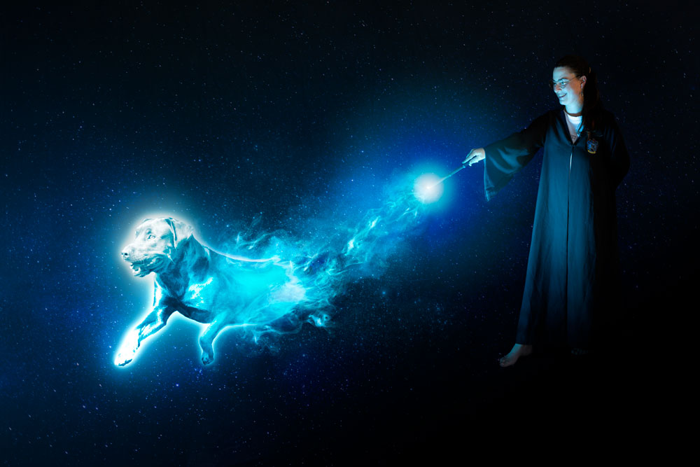 patronus rottweiler chien seance photo