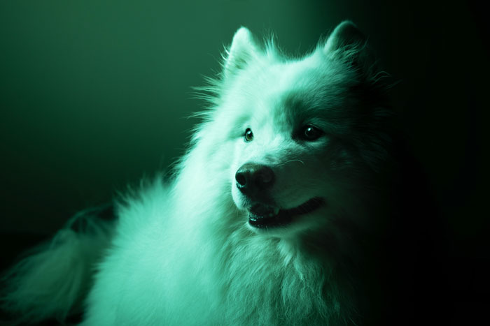 photo chien studio harry potter serpentard poudlard 