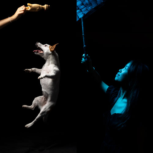 studio photo patronus chien photomontage photoshop jack russell