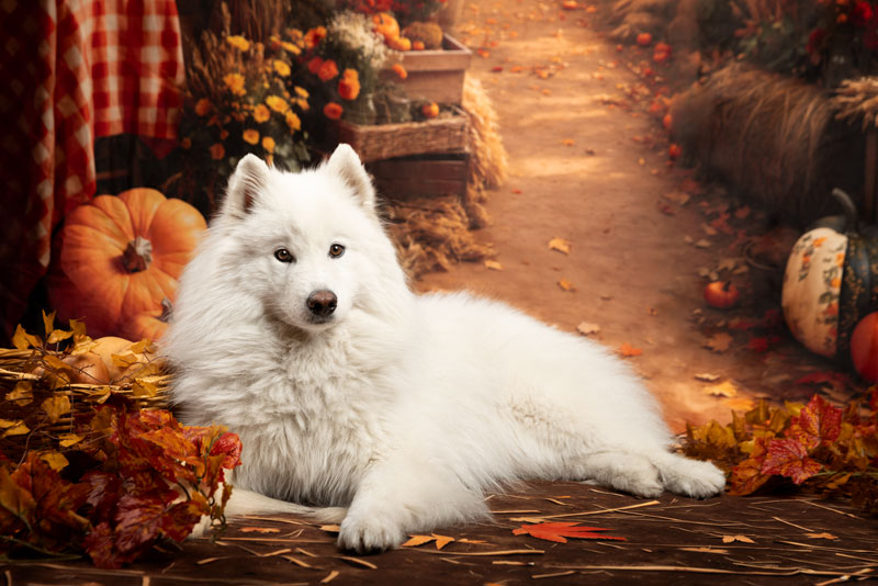 séance photo studio chien toulon automne