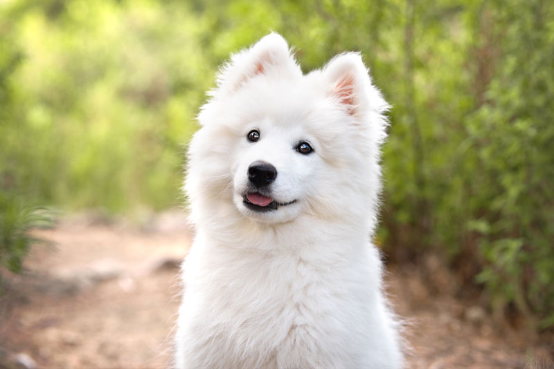 premiers mois chiot samoyede culpabiliser puppy blues