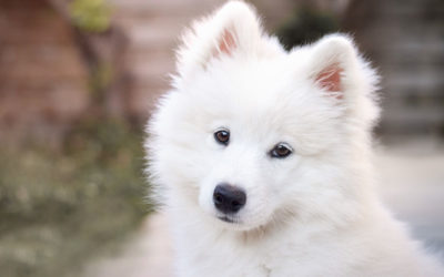 Les erreurs que j’ai faites avec Tartine quand elle était chiot (et pourquoi elles m’ont aidée)