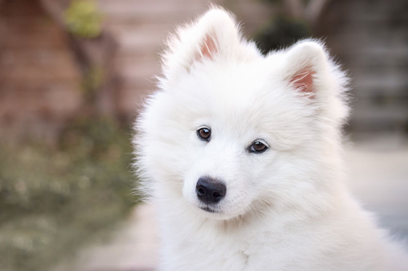 les erreurs que j'ai faites en adoptant mon premier chiot