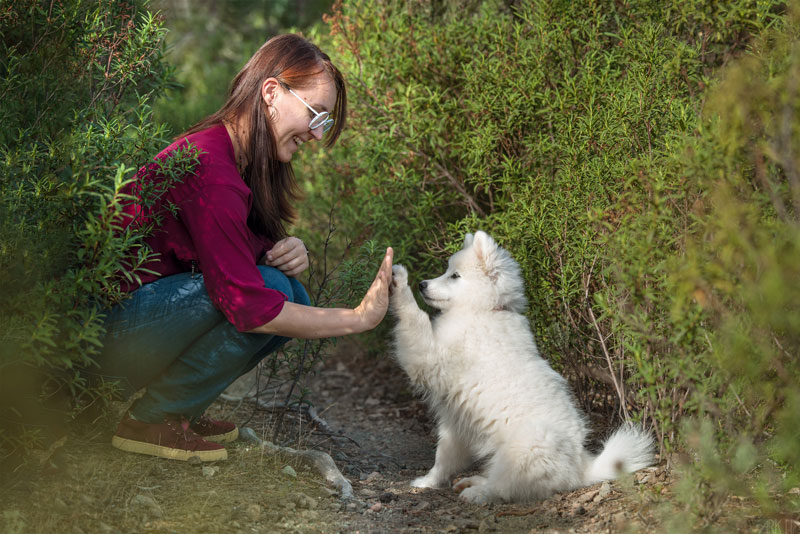 erreurs chiot apprentissage obéissance