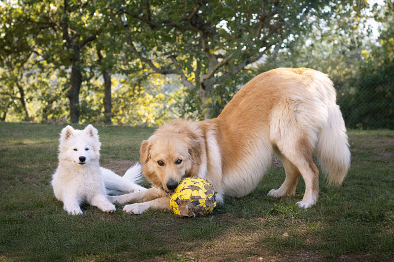 erreurs chiot rencontre socialisation code canin