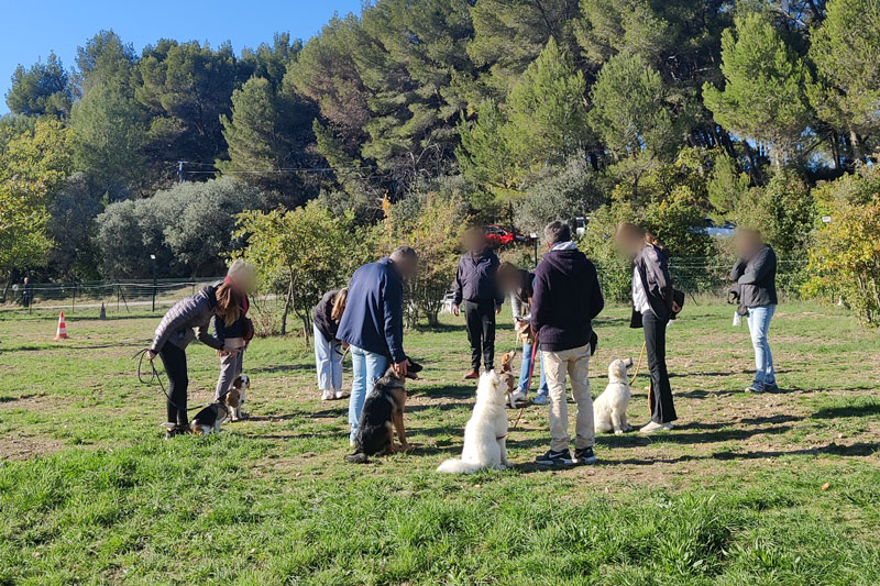 école du chiot erreur à éviter