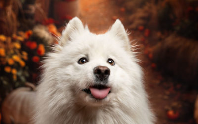 Quelle tenue porter pour une séance photo avec ton chien en studio d’automne ?