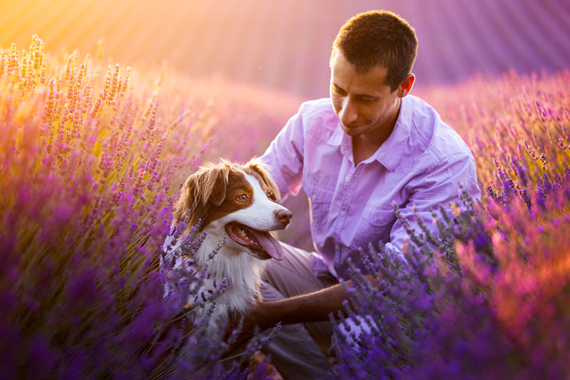 séance photo chien dans les lavandes valensole provence
