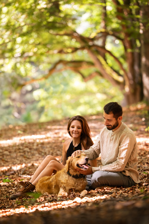 chien foret automne golden retriever alpes de haute provence