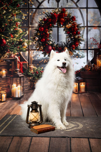 chien photo noel studio