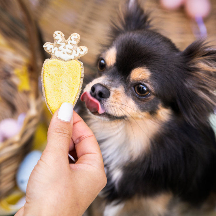 photo chien biscuit artisanaux produits en tête à truffe 