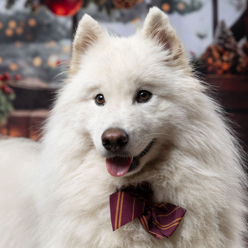 chien samoyede seance photo studio noel