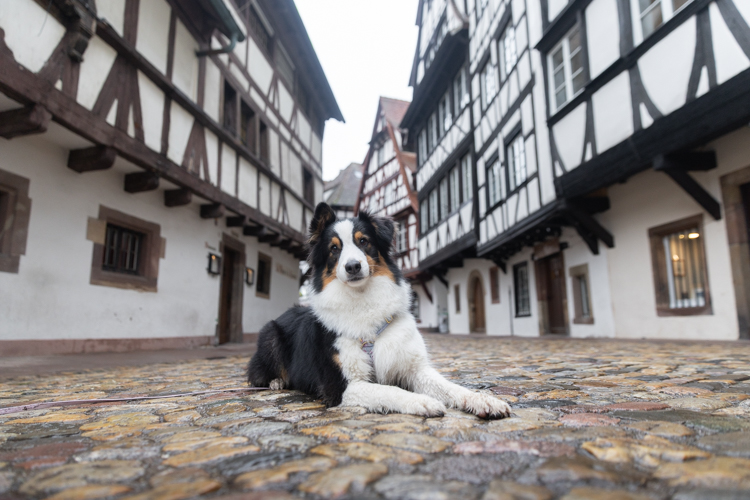 chien seance photo petite france strasbourg alsace