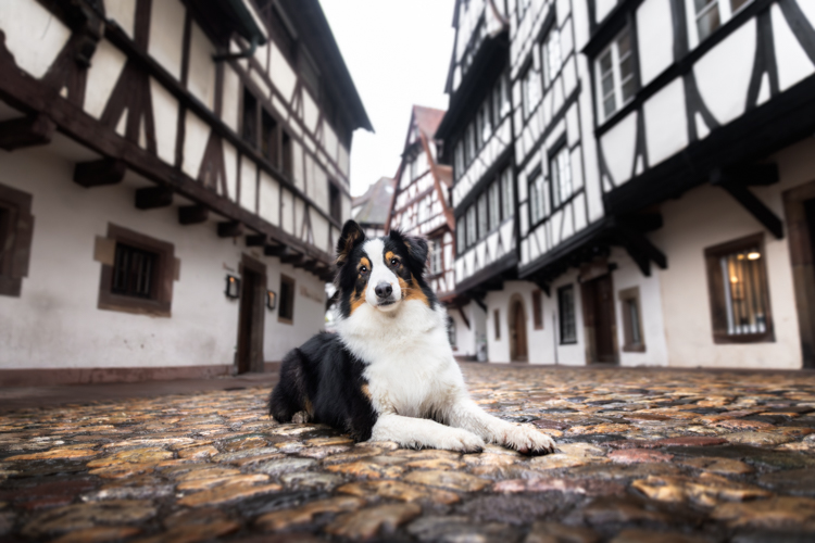 chien seance photo petite france strasbourg alsace retouche