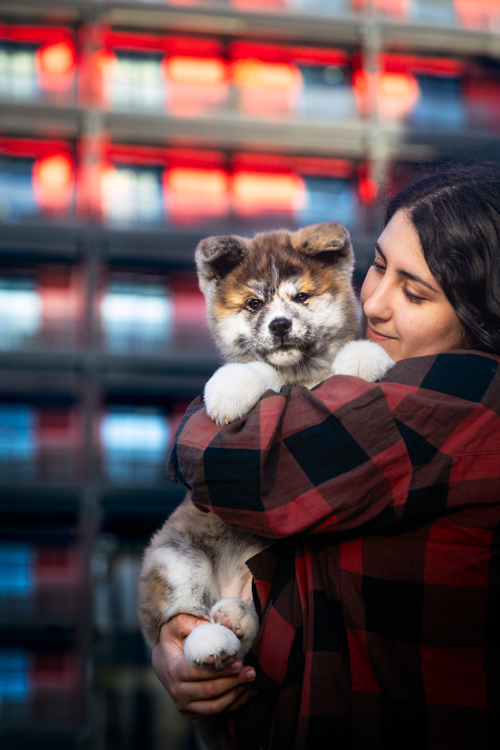 chiot akita inu shooting urbain strasbourg