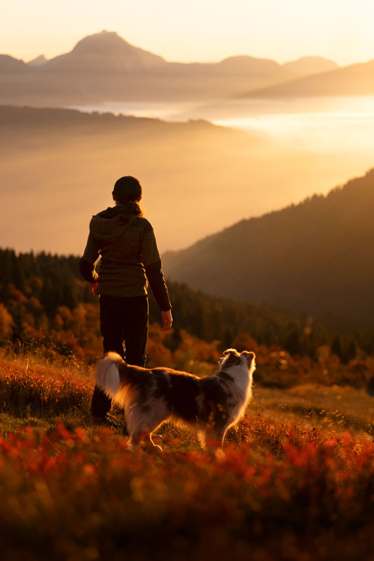 photographe-canin-alpes-haute-provence-berger-australien photographe canin alpes de haute provence berger australien
