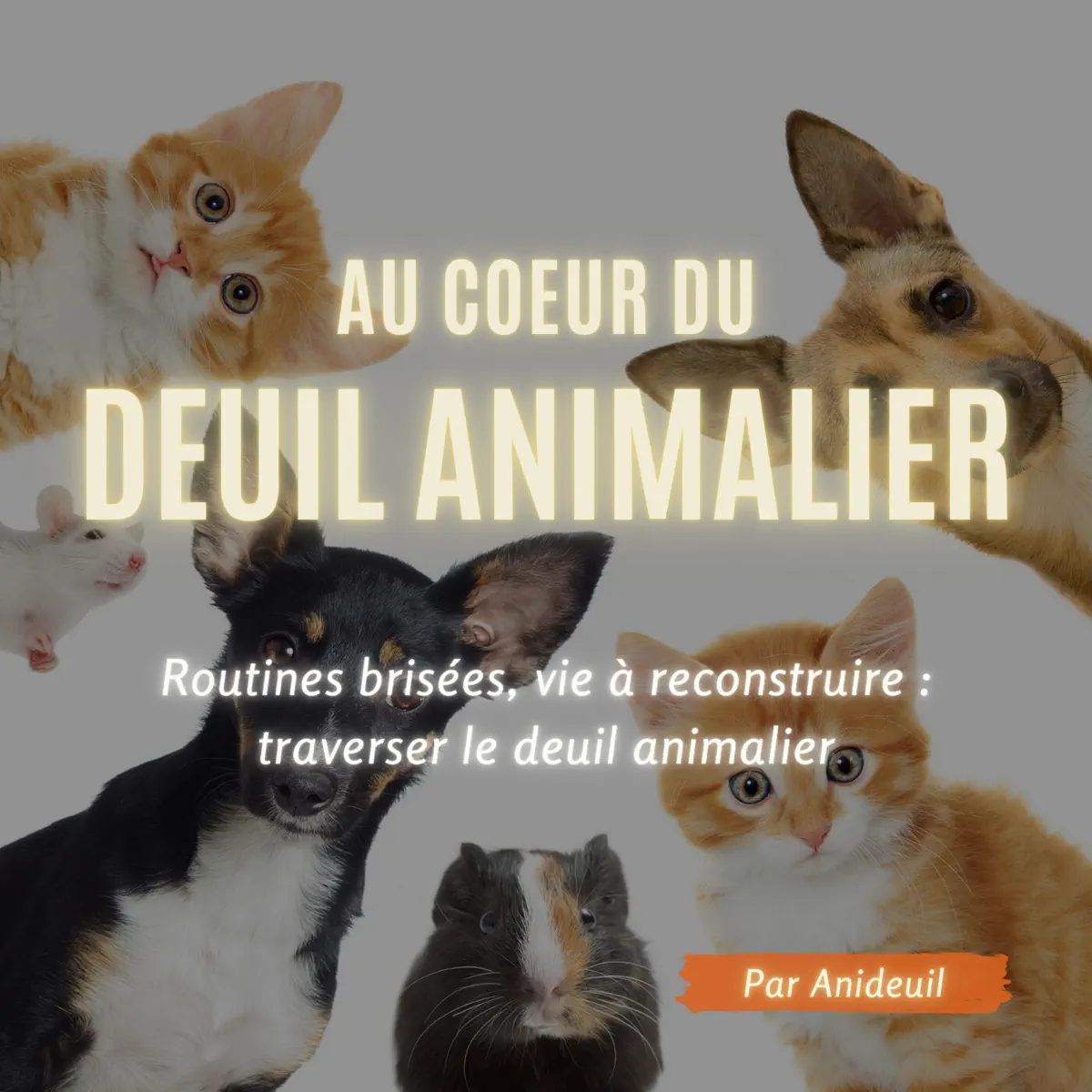 podcast-anideuil-deuil-animalier-le-studio-de-tartine podcast anideuil deuil animalier le studio de tartine photographe canin