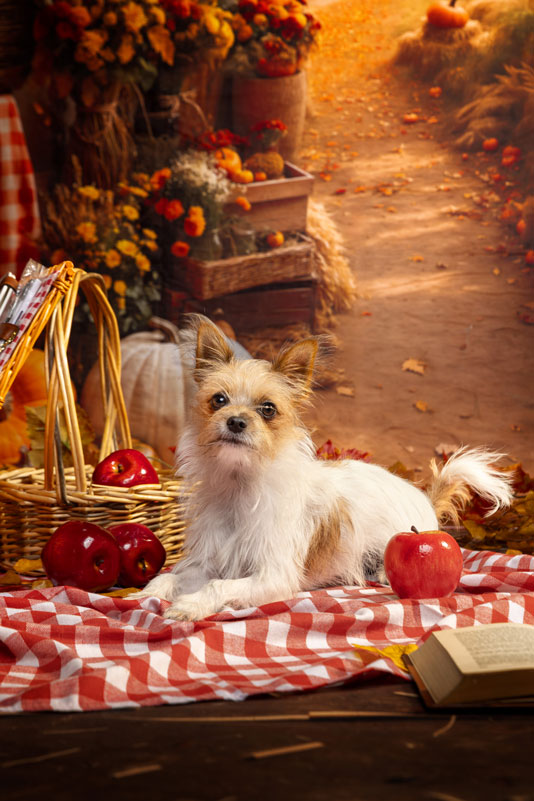 seance-photo-automne-studio-chien-yorkshire-chihuahua chien yorkshire séance photo studio automne Kokoon Manosque