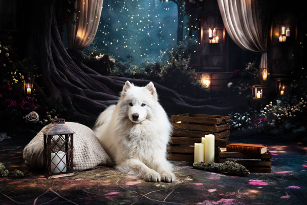 photo chien feerie fantasy studio decor theme foret