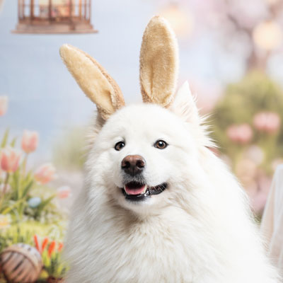 séance photo fun paques chien studio