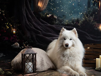 Quelle tenue porter pour une séance photo féérique avec ton chien en studio ?