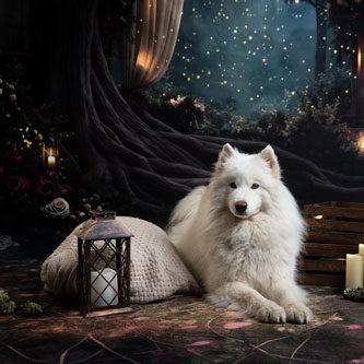 chien samoyede seance photo studio noel