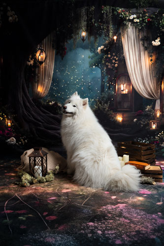 studio photo romantique chien foret enchanté provence