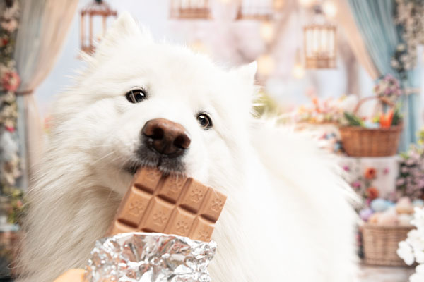 séance photo chien paques fun