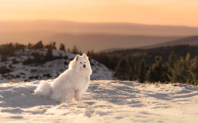 Une balade dans la neige avec son chien à moins de 2h de Marseille ? Je t’emmène !