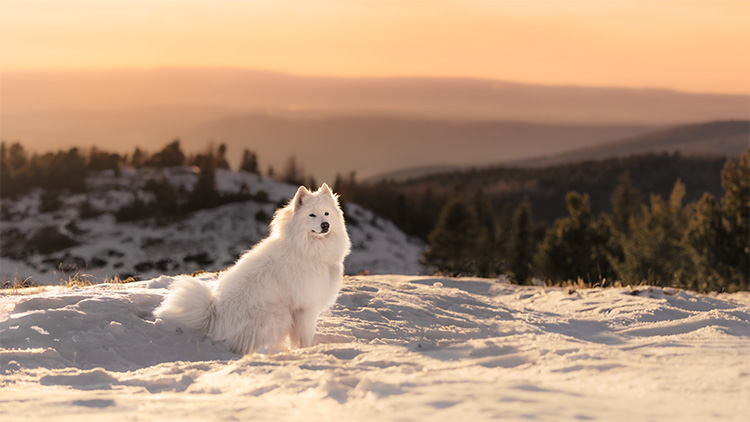 balade chien neige marseille montagne de nure photographe canin