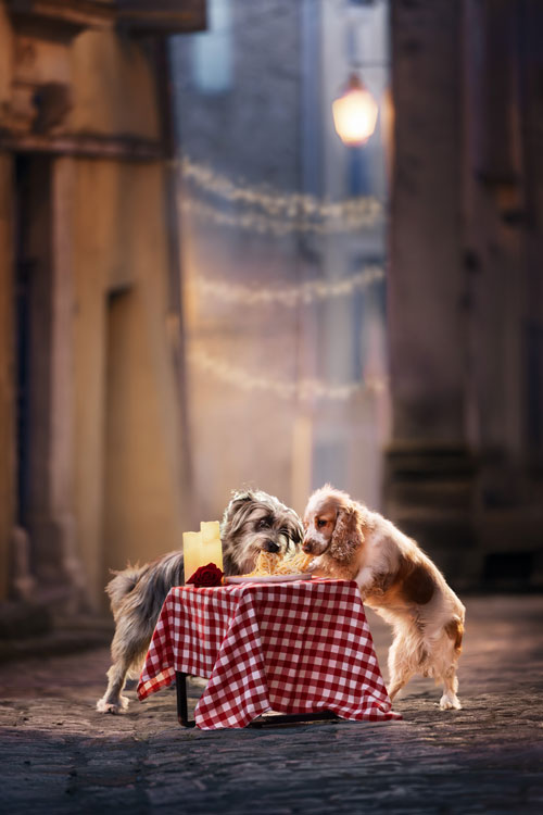 séance photo chien saint valentin alpes de haute provence belle clochard