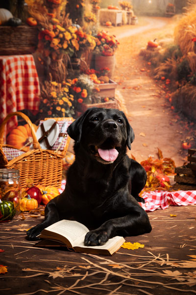 chien labrador noir photo seance studio automne provence