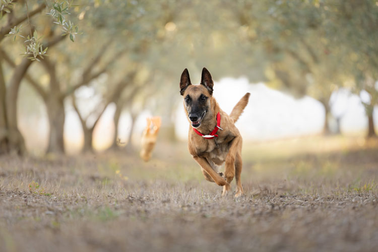 séance photo oliviers provence malinois photographe canin