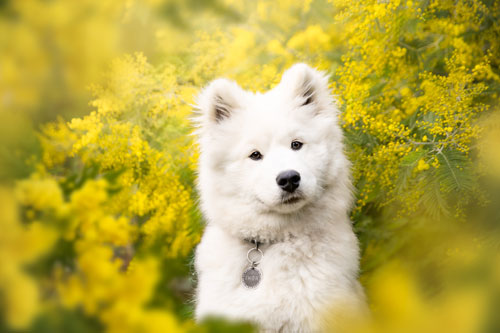 mimosas var samoyede photographe canin