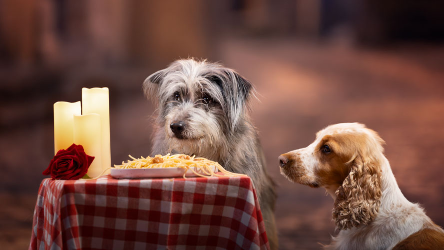 séance photo chien saint valentin alpes de haute provence belle clochard