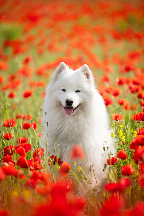 séance photo chien coquelicots provence