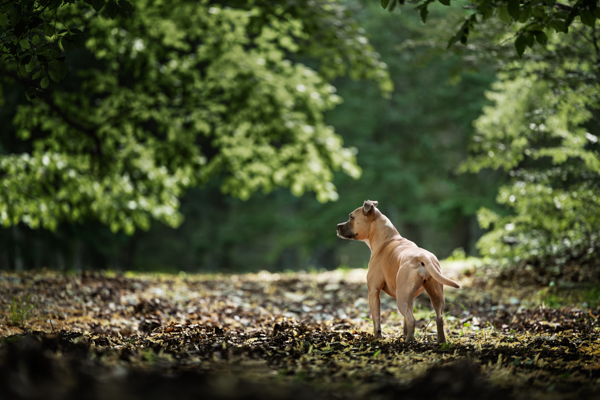 vivre avec un chien staff sensible marseille provence