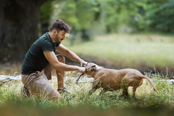 vivre avec un chien staff sensible marseille provence