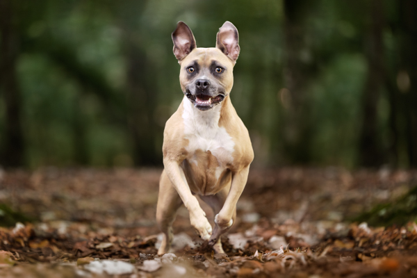 vivre avec un chien staff sensible marseille provence