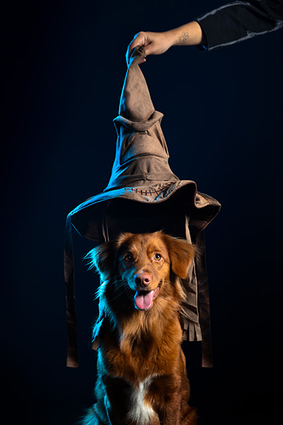 photo-chien-studio-magique photo chien studio harry potter serpentard poudlard